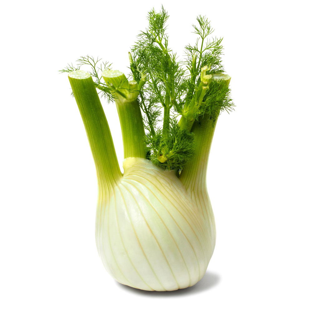 DI-22 FRESH FENNEL HOLLAND