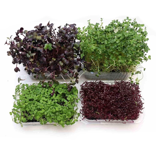 DI-31 FRESH MIXED MICRO GREEN HERBS GCC