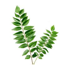 CURRY LEAVES (HIKANDHI FAIY)
